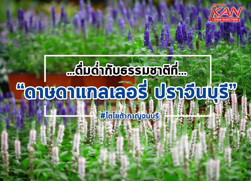 ดาษดา